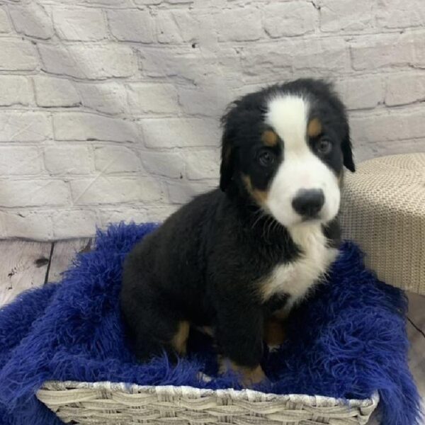 Bernese Mountain Dog-DOG-Male-Black Rust & White-7702-Petland Monroeville, PA