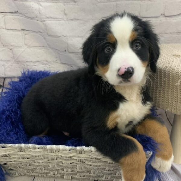 Bernese Mountain Dog-DOG-Male-Black Rust & White-7703-Petland Monroeville, PA