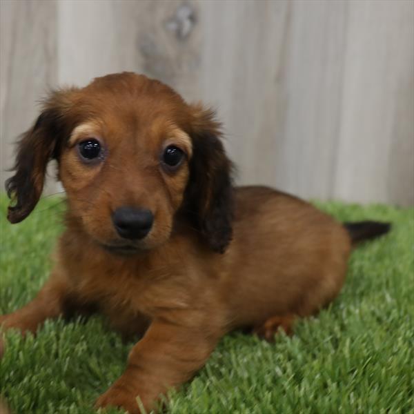 Dachshund-DOG-Female-Wild Boar-7706-Petland Monroeville, PA