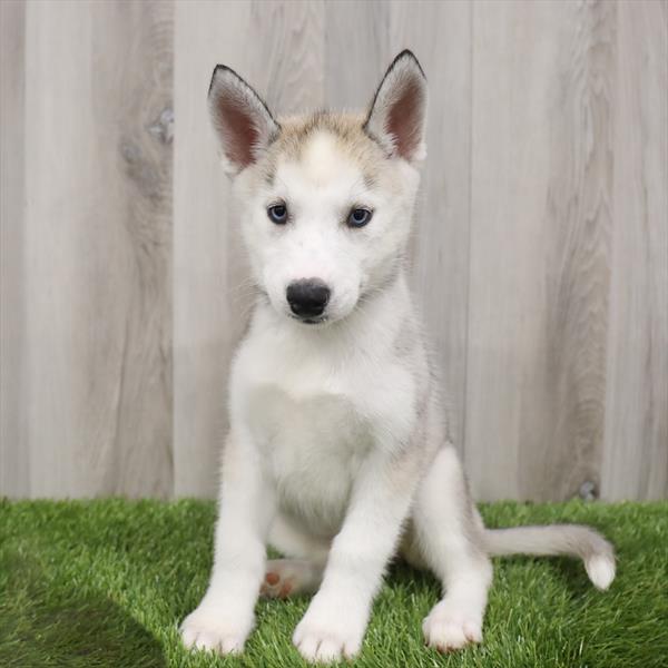 Siberian Husky-DOG-Female-Agouti / White-7707-Petland Monroeville, PA