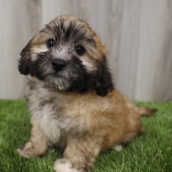 ShizaPoo-DOG-Male-Gold-7708-Petland Monroeville, PA