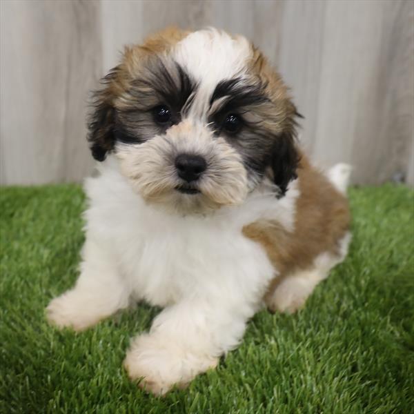 Teddy Bear-DOG-Male-Brown / White-7709-Petland Monroeville, PA