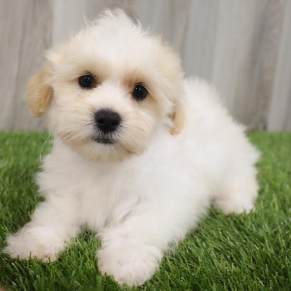 Teddy Bear-DOG-Male-White-7710-Petland Monroeville, PA