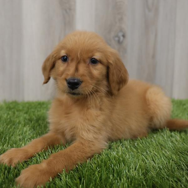 Golden Retriever-DOG-Female-Golden-7711-Petland Monroeville, PA