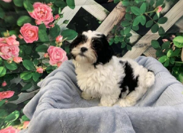 Teddy Bear-DOG-Male-Black and White-7739-Petland Monroeville, PA