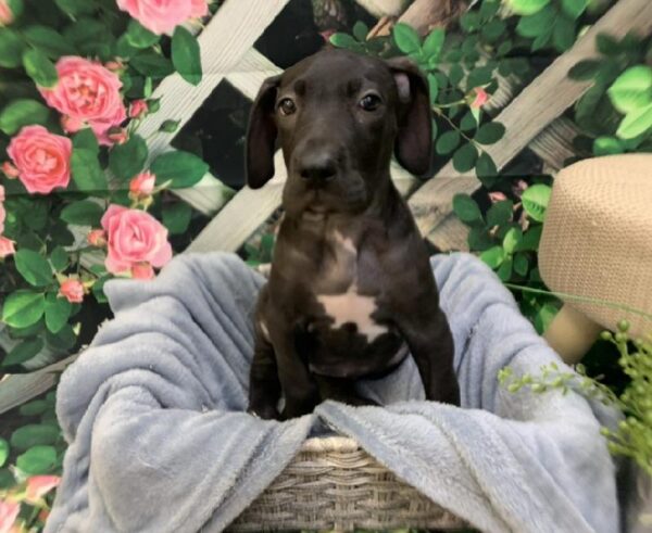 Great Dane-DOG-Female-Black-7738-Petland Monroeville, PA