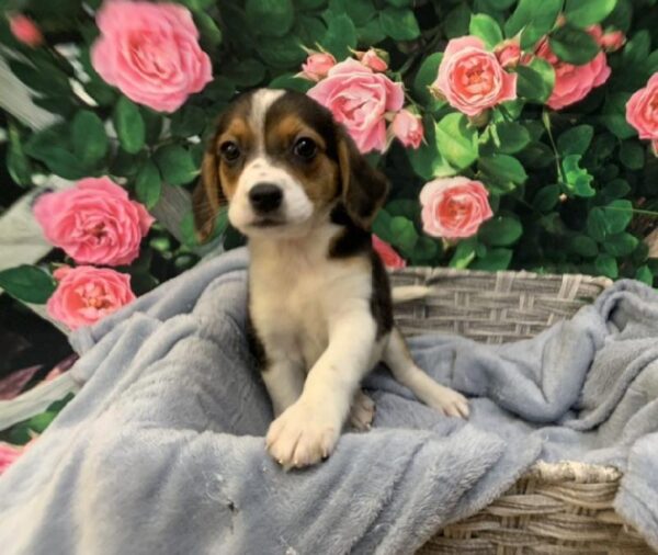 Mini Australian-Beagle-DOG-Female-Black Gold and White-7737-Petland Monroeville, PA