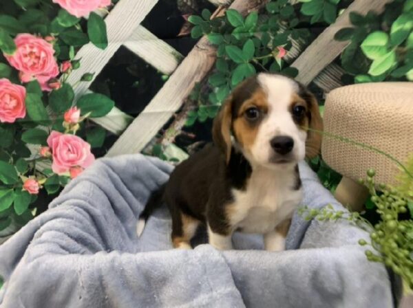Mini Australian-Beagle-DOG-Male-Black Gold and White-7736-Petland Monroeville, PA