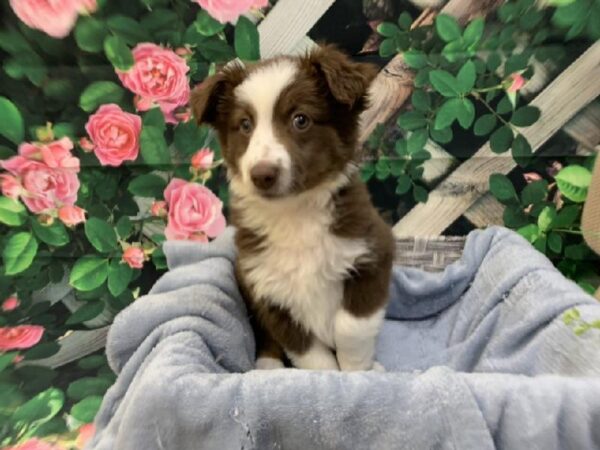 Miniature Australian Shepherd-DOG-Female-Red and White-7735-Petland Monroeville, PA
