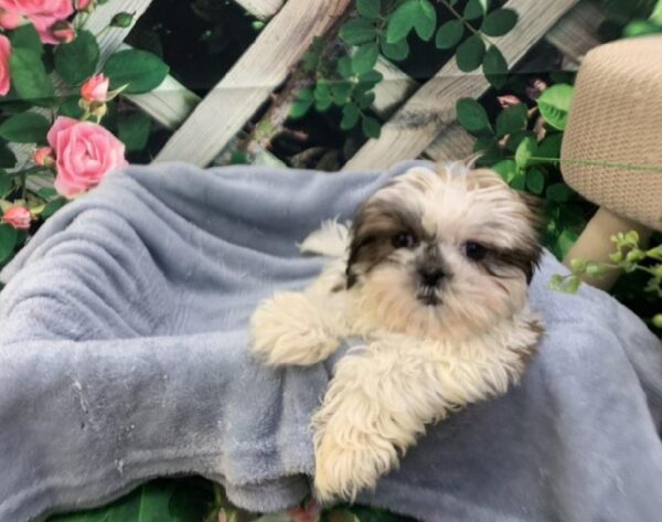 Shih Tzu-DOG-Female-Gold and White-7734-Petland Monroeville, PA