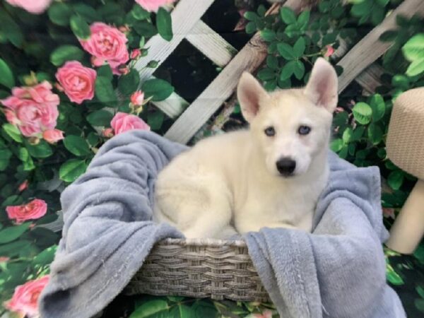 Siberian Husky-DOG-Female-Silver and White-7733-Petland Monroeville, PA