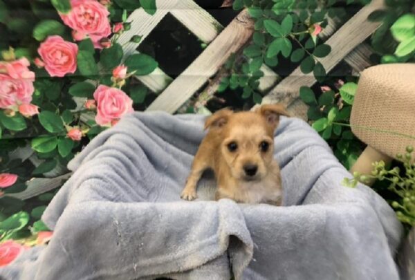 Morkie-DOG-Male-Gold-7732-Petland Monroeville, PA