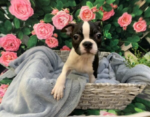 Boston Terrier-DOG-Male-Black Brindle and White-7730-Petland Monroeville, PA
