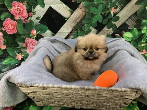Pekingese-DOG-Male-Cream-7744-Petland Monroeville, PA