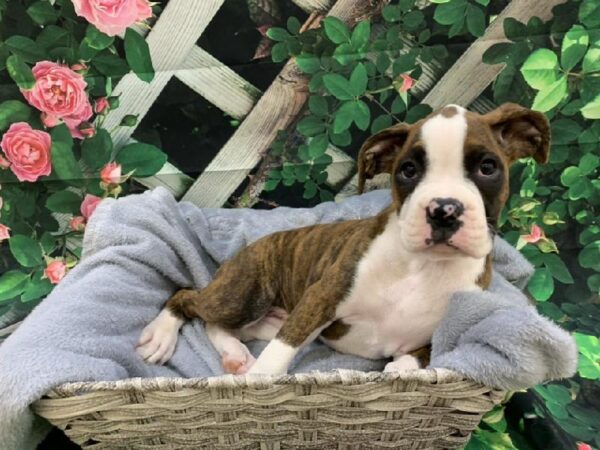Boxer-DOG-Female-Brindle-7743-Petland Monroeville, PA