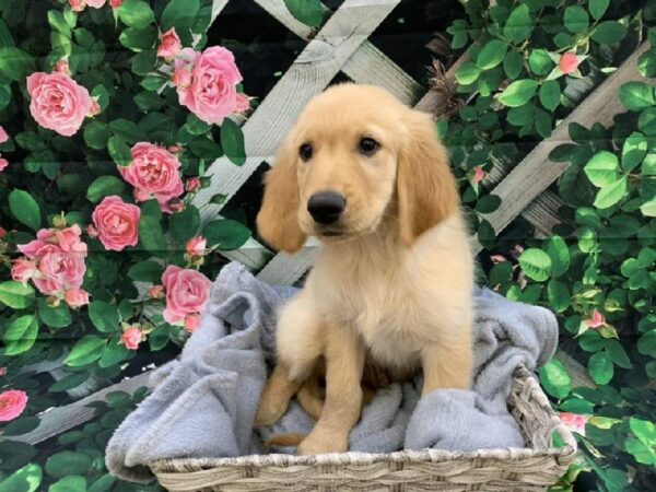 Golden Retriever-DOG-Male-Golden-7742-Petland Monroeville, PA