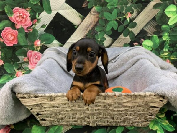 Dachshund-DOG-Male-Black / Tan-7741-Petland Monroeville, PA