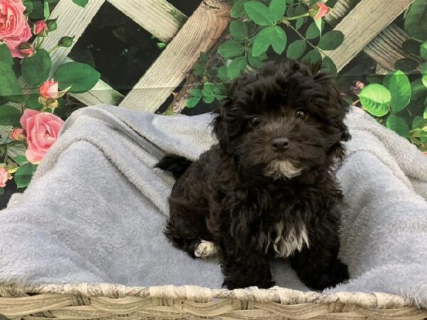 Teddy Bear-DOG-Female-Black-7740-Petland Monroeville, PA