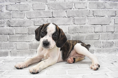 Boggle-DOG-Male-Brindle-7752-Petland Monroeville, PA