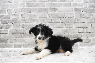 Mini AussiePoo-DOG-Female-Black and White-7753-Petland Monroeville, PA