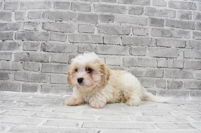 Cavachon-DOG-Male-White and Apricot-7759-Petland Monroeville, PA