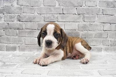 Boggle-DOG-Male-Brindle-7760-Petland Monroeville, PA