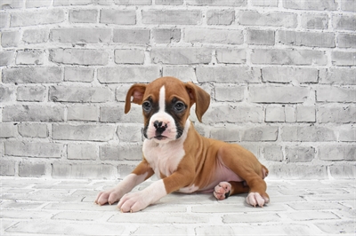 Boxer-DOG-Female-Fawn-7763-Petland Monroeville, PA