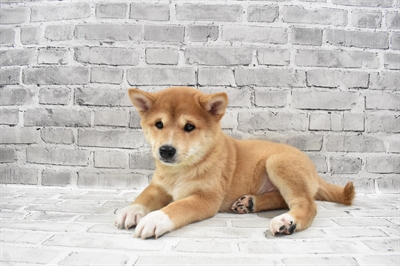 Shiba Inu-DOG-Male-Red-7764-Petland Monroeville, PA