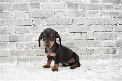 Dachshund-DOG-Male-Black and Tan-7765-Petland Monroeville, PA
