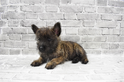 Cairn Terrier-DOG-Male-Wheaten Brindle-7766-Petland Monroeville, PA