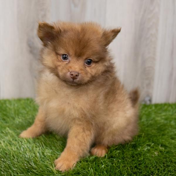 Pomeranian-DOG-Male-Red Sable-7768-Petland Monroeville, PA