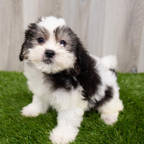 Malshi-DOG-Female-Black / White-7769-Petland Monroeville, PA