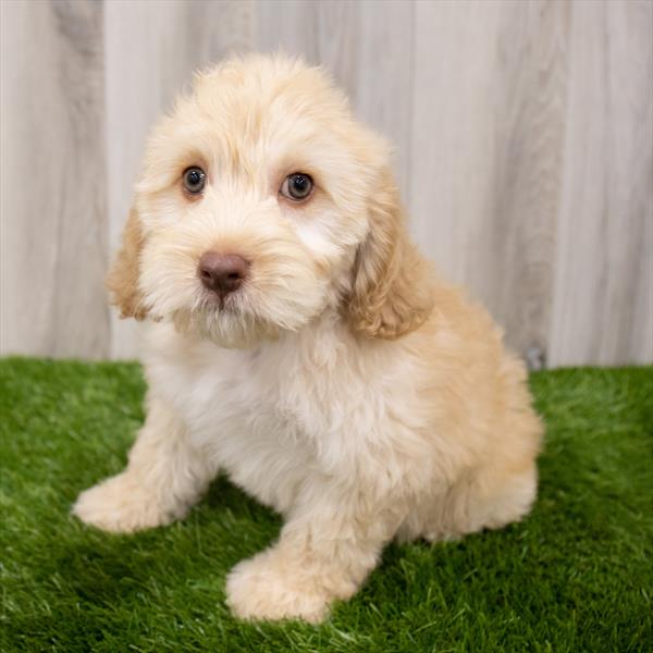 Cockapoo-DOG-Male-Buff-7771-Petland Monroeville, PA