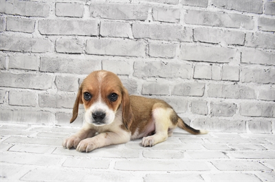 Beagle-DOG-Female-Red and White-7783-Petland Monroeville, PA