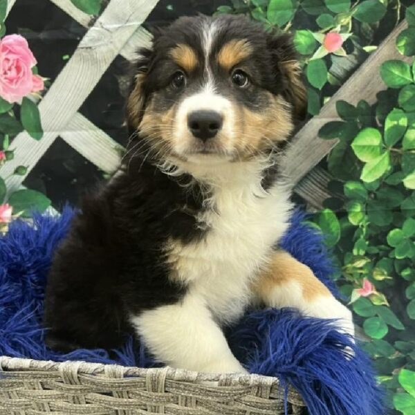 Australian Shepherd-DOG-Male-Black and White-7782-Petland Monroeville, PA