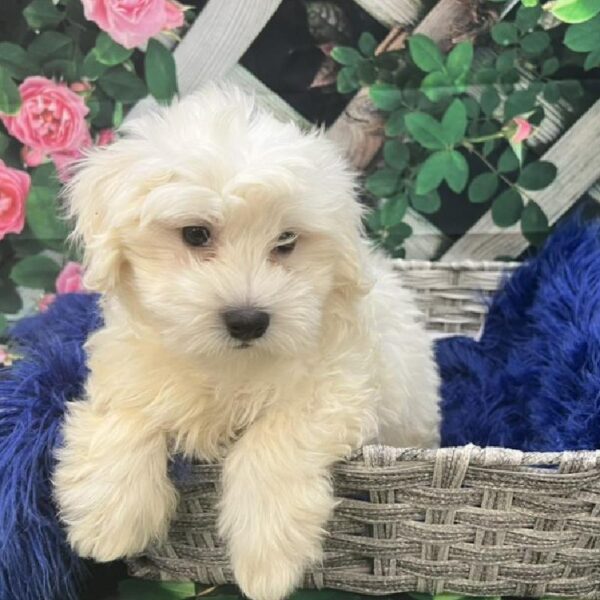 Coton De Tulear-DOG-Male-White-7781-Petland Monroeville, PA