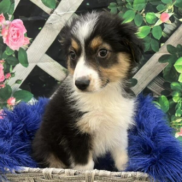 Australian-English Shepherd-DOG-Male-Black Gold and White-7780-Petland Monroeville, PA