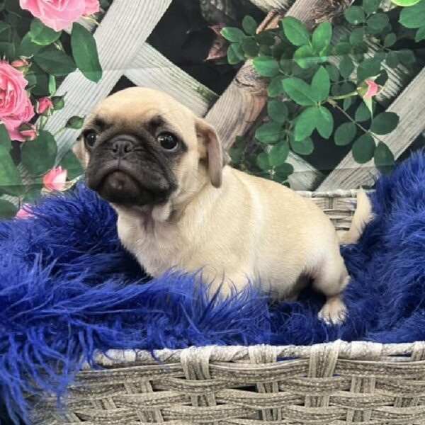 Pug-DOG-Male-Fawn-7786-Petland Monroeville, PA