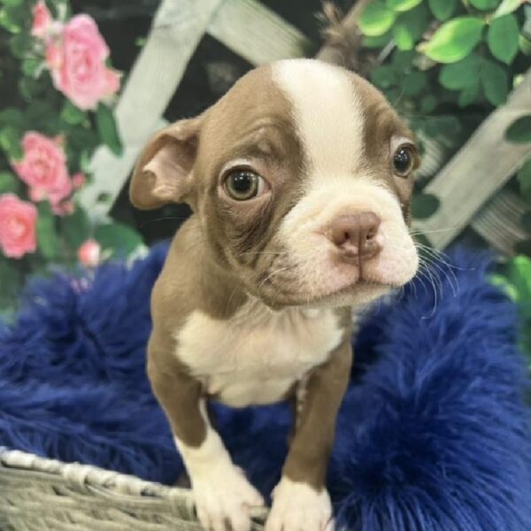 Boston Terrier-DOG-Male-Seal and White-7785-Petland Monroeville, PA