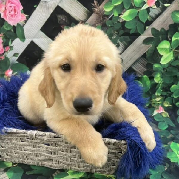 Golden Retriever-DOG-Female-Light Golden-7784-Petland Monroeville, PA