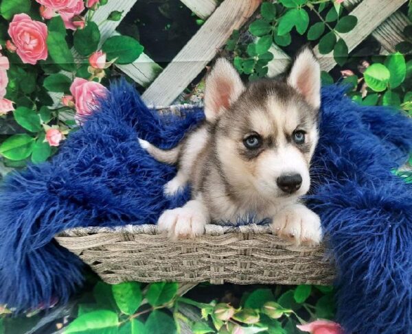 Siberian Husky-DOG-Male-Gray / White-7797-Petland Monroeville, PA