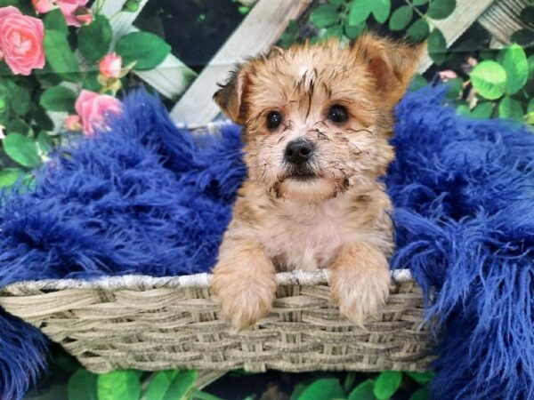 Yorkie-Poo-DOG-Male-Golden-7796-Petland Monroeville, PA
