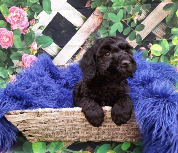 Poodle-DOG-Male-Black-7795-Petland Monroeville, PA