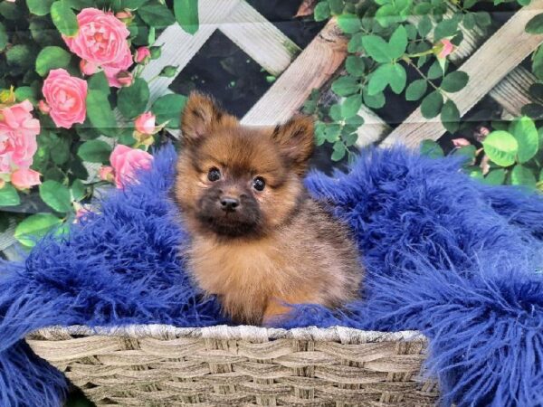 Pomeranian-DOG-Male-Red Sable-7794-Petland Monroeville, PA