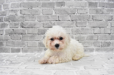 Bichon-DOG-Female-White-7813-Petland Monroeville, PA