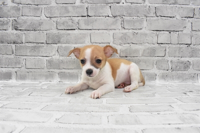 Chihuahua-DOG-Male-Red and White-7814-Petland Monroeville, PA