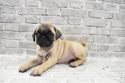 Pug-DOG-Male-Fawn-7815-Petland Monroeville, PA