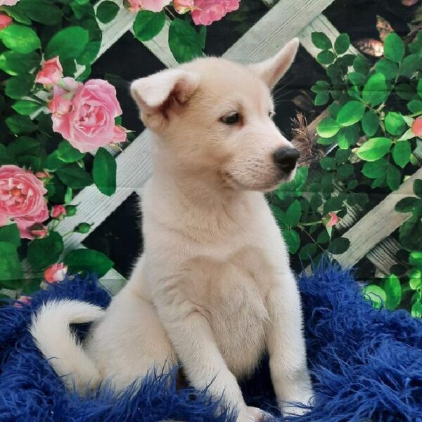 Malkita-DOG-Male-Fawn-7841-Petland Monroeville, PA