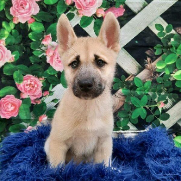 Malkita-DOG-Female-Fawn Black Overlay-7842-Petland Monroeville, PA