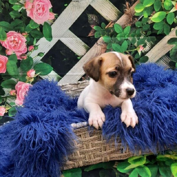 Jack Russell Terrier-DOG-Male-White-7828-Petland Monroeville, PA